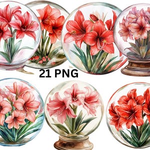 21 Amaryllis in Crystal Ball Watercolor Clipart, Floral Clipart, PNG digital files on transparent background, sublimation, commercial use