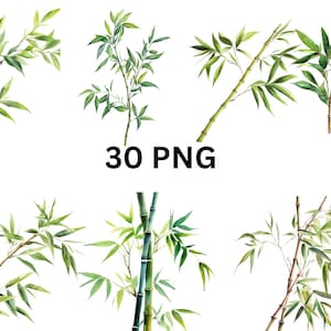 Clipart di foglie e steli di bambù - 30 rami di bambù PNG acquerello, immagini PNG singole su sfondo trasparente, sublimazione