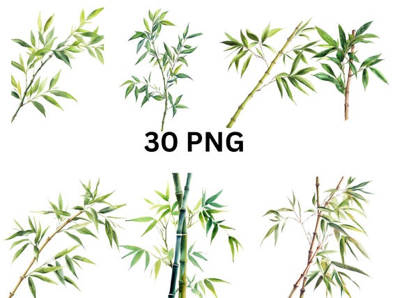 Bamboo Leaves and Stems Clipart - 30 PNG Watercolor Bamboo Branches, PNG individual images on transparent background, sublimation