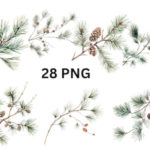 Rami di pino con coni Clipart / 28 PNG, immagini PNG singole su sfondo trasparente, sublimazione