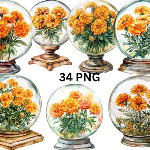 34 Marigold in Crystal Ball Watercolor Clipart, Floral Clipart, PNG digital files on transparent background, sublimation, commercial use