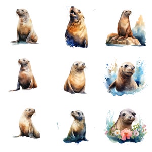 May include: Nine watercolor paintings of sea lions in various poses. Some are in the water, some are on rocks, and some are on land. The paintings are all done in a realistic style and feature a variety of colors, including brown, gray, white, and blue.