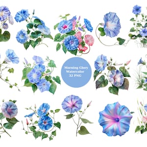 Watercolor Morning Glory Clipart, Floral PNG individual images on transparent background, sublimation, commercial use
