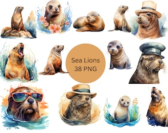 Watercolor Sea Lions Clipart, PNG digital files on transparent background, commercial use