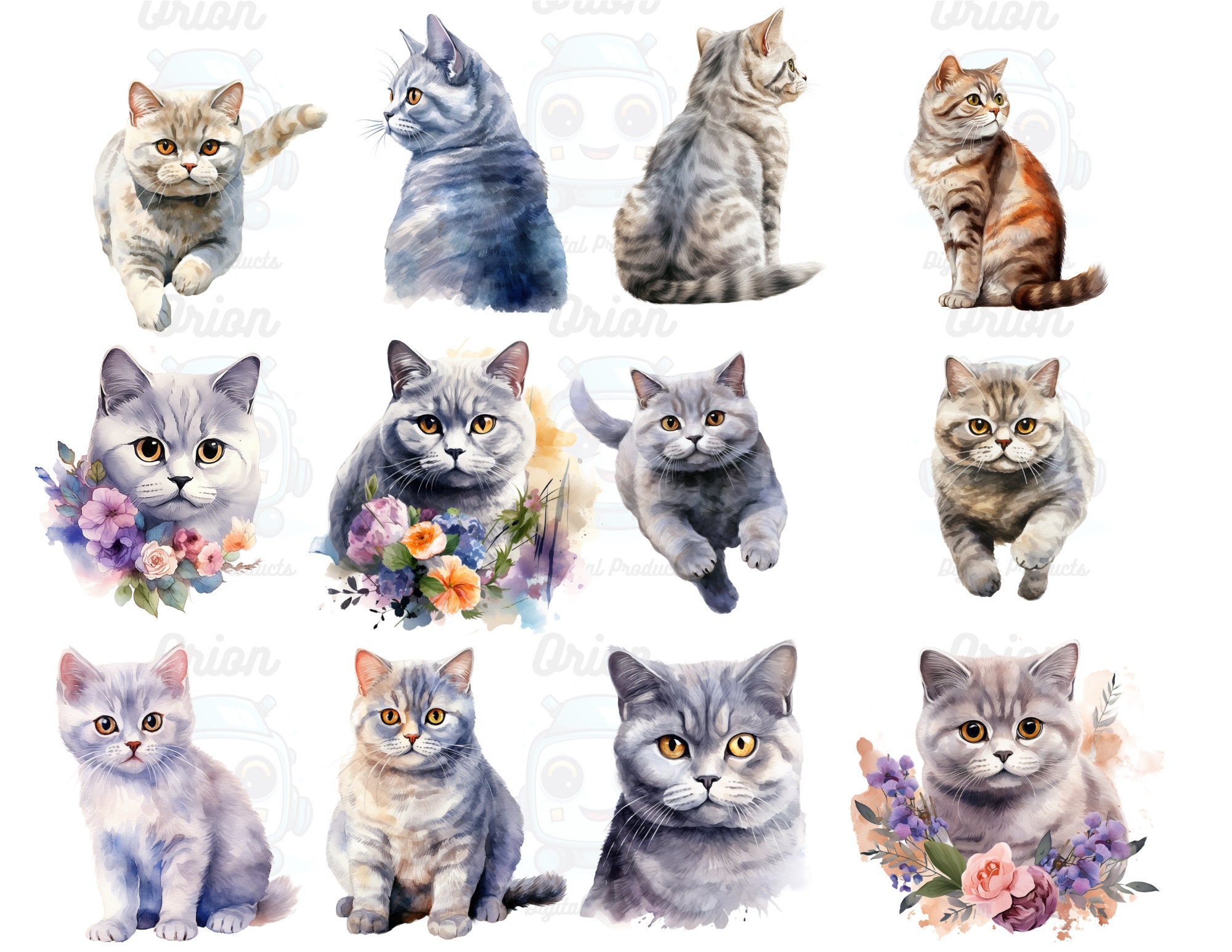 Watercolor British Shorthair Cats Clipart, PNG Digital Files on a ...