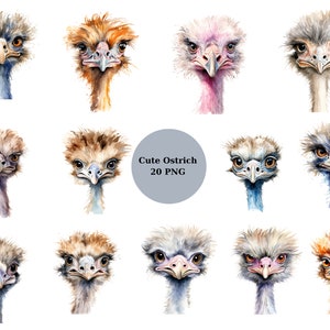 20 Cute Ostrich Watercolor Clipart, Cute Birds Clipart, PNG digital files on transparent background, sublimation, commercial use