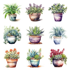Watercolor Plants in Pots Clipart, PNG Digital Files on Transparent ...