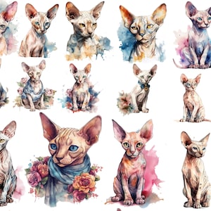 Gatti Sphynx, gattini Sphynx, 30 bellissime immagini PNG, acquerello, clipart, download istantaneo, 12x12, uso commerciale