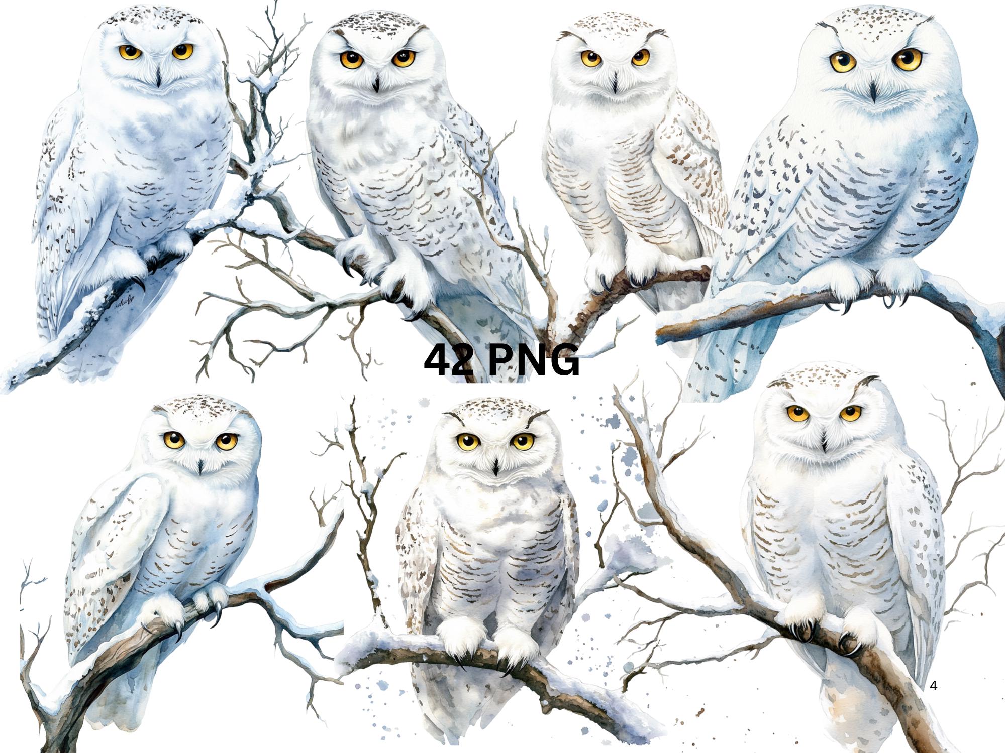 42 匹の白いフクロウの水彩画クリップアート、透明な背景の PNG 個別