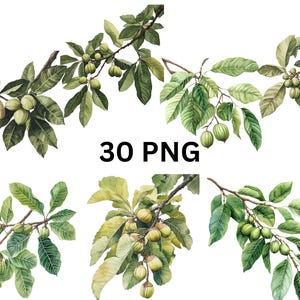 Nut Tree Branches Clipart - 30 PNG Botanical Watercolor Nut Branches, PNG individual images on transparent background, sublimation