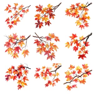 K&ouml;nnte beinhalten: Neun Aquarell-Illustrationen von Herbst-Ahornbl&auml;ttern an Zweigen. Die Bl&auml;tter sind in Rot-, Orange- und Gelbt&ouml;nen gehalten.