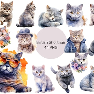 Watercolor British Shorthair Cats Clipart, PNG digital files on a transparent background, scrapbook, invitations