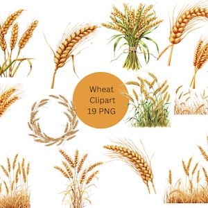 Wheat Clipart, archivos digitales PNG sobre fondo transparente, sublimación, uso comercial