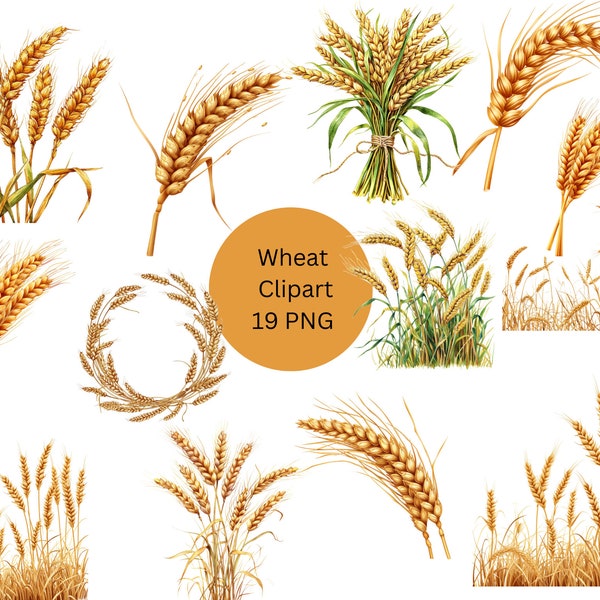 Wheat Clipart, PNG digital files on transparent background, sublimation, commercial use