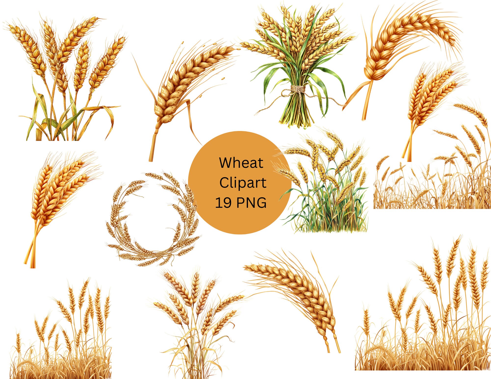Wheat Clipart, PNG digital files on transparent background, sublimation, commercial use