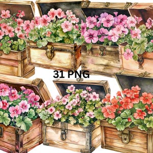 31 Chest of Geranium Watercolor Clipart, PNG digital files on transparent background, sublimation, commercial use