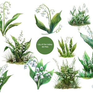 Clipart aquarelle de muguet, images individuelles PNG sur fond transparent, sublimation, usage commercial
