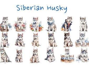 Può includere: Una collezione di 16 dipinti ad acquerello di cuccioli di Husky siberiano in varie pose. Alcuni cuccioli indossano vestiti, mentre altri sono seduti in cesti o su letti. Il titolo "Siberian Husky" è scritto in blu nella parte superiore dell'immagine.