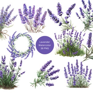 Aquarell Lavendel Clipart, Floral Clipart, PNG einzelne Bilder auf transparentem Hintergrund, Sublimation, kommerzielle Nutzung