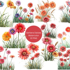 Aquarell Gerbera Gänseblümchen Clipart, Floral Clipart, PNG einzelne Bilder auf transparentem Hintergrund, Sublimation, kommerzielle Nutzung