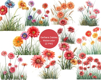 May include: Watercolor illustrations of 22 Gerber daisies in various colors, including red, pink, orange, yellow, and white. The flowers are arranged in bouquets with green grass and stems.