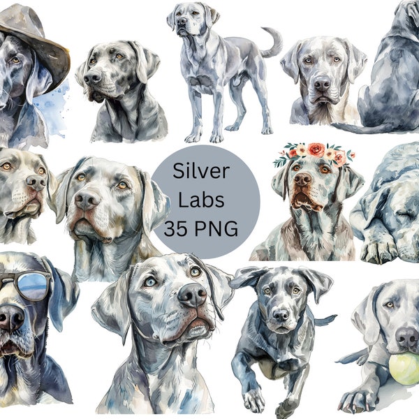 Watercolor Silver Labs Clipart, Labrador Retrievers PNG digital files on transparent background, sublimation, commercial use