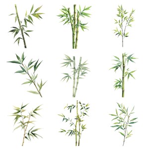 May include: Nine watercolour illustrations of bamboo plants with green leaves and stems. The bamboo plants are arranged in a grid pattern.
