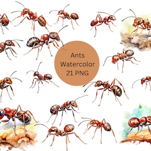 Watercolor Ants Clipart, PNG digital files on transparent background, sublimation, commercial use