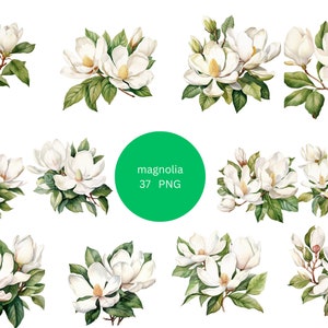 37 Magnolias aquarel clipart, bloemen clipart, individuele PNG-afbeeldingen op transparante achtergrond, sublimatie