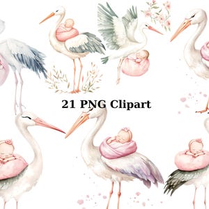 21 cigüeñas con niña bebé acuarela clipart, animales clipart, imágenes PNG individuales sobre fondo transparente, sublimación