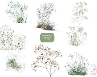 Watercolor Baby's breath flowers Clipart, Floral PNG individual images on white background, sublimation, commercial use