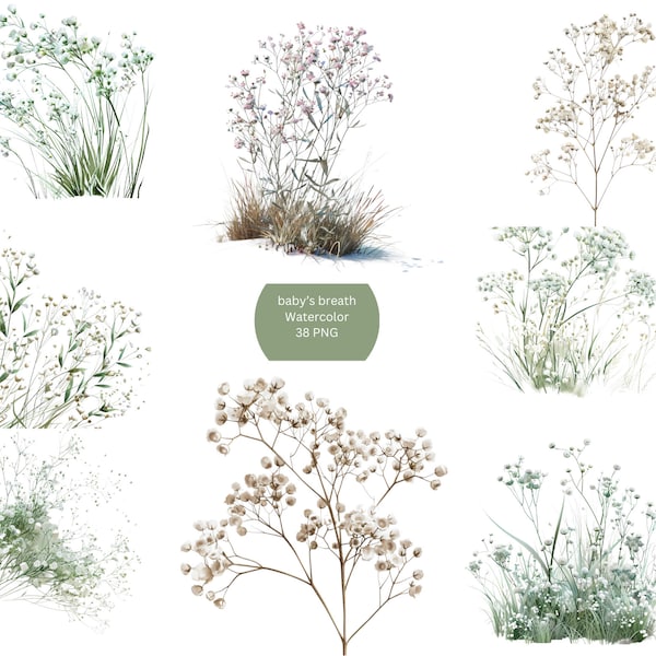 Watercolor Baby's breath flowers Clipart, Floral PNG individual images on white background, sublimation, commercial use