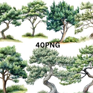 Può includere: Un set di dieci illustrazioni ad acquerello di pini con fogliame verde e tronchi marroni. Gli alberi sono isolati su uno sfondo bianco. 40PNG.