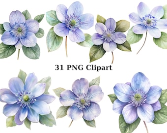 31 Hepatica Flowers Watercolor Clipart, Floral Clipart, PNG individual images on transparent background, sublimation