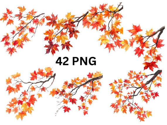 Autumn Maple Tree Branches Clipart | 42 PNG Fall Leaves, PNG individual images on transparent background, sublimation