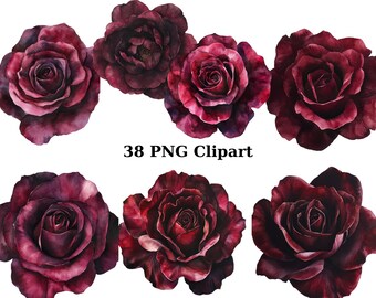 38 Burgundy Roses Watercolor Clipart, Floral Clipart, PNG individual images on transparent background, sublimation