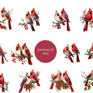22 Cardenales Clipart, Birds Clipart, PNG imágenes individuales sobre fondo transparente, sublimación