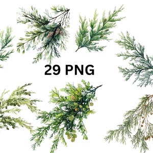 Zypresse und Kiefernzweig Clipart - 29 PNG digitale Aquarell immergrüne Zweige, PNG Einzelbilder auf transparentem Hintergrund, Sublimation