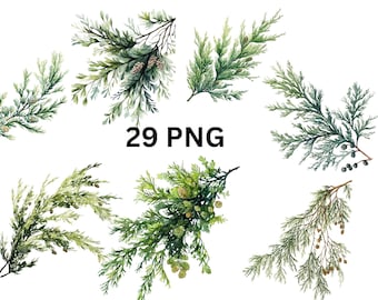 May include: A set of 29 watercolour illustrations of green cedar branches with pine cones and berries. The branches are arranged in various positions and sizes, perfect for adding a touch of nature to your designs.