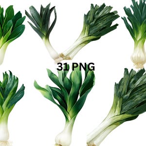 Bundle de cliparts poireaux, 31 PNG réalistes de poireaux verts, légume frais numérique, fond Transparent, téléchargement immédiat, usage Commercial