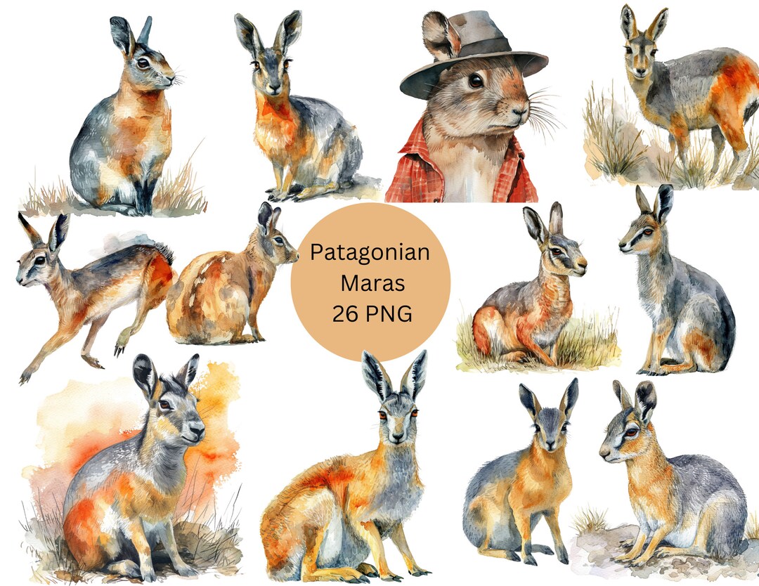 Watercolor Patagonian Maras Clipart, Cavies PNG Digital Files on ...