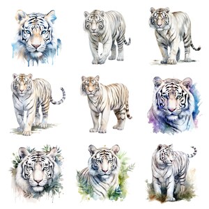 May include: Nine watercolor paintings of white tigers in various poses. Some tigers are standing, some are sitting, and some are looking directly at the viewer. The paintings are all done in a realistic style and feature intricate details.