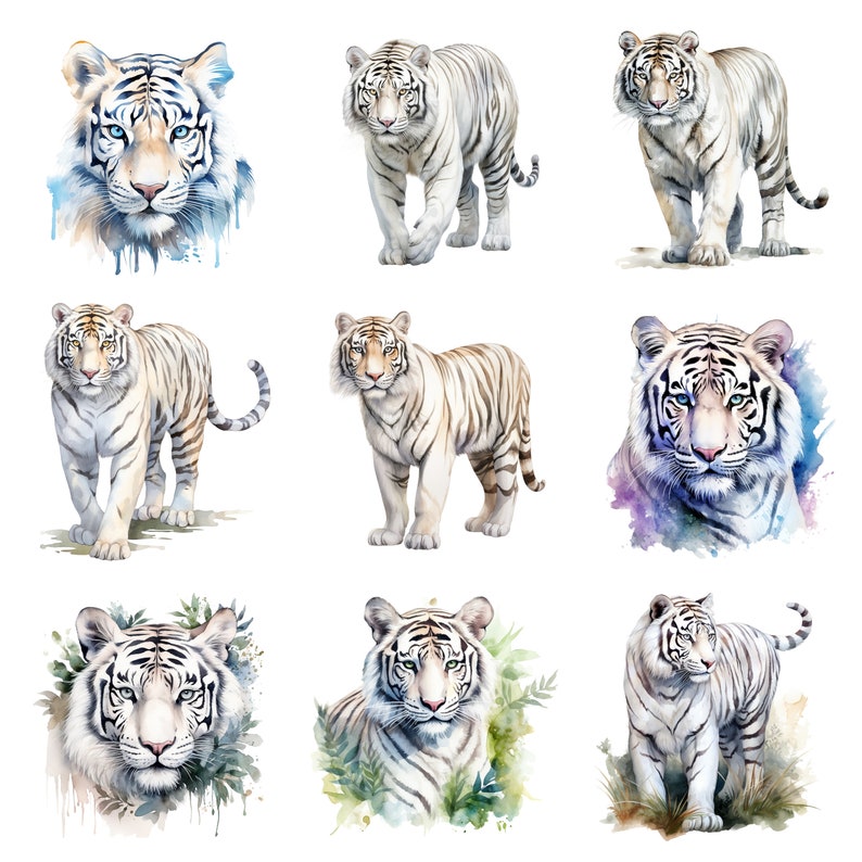 May include: Nine watercolor paintings of white tigers in various poses. Some tigers are standing, some are sitting, and some are looking directly at the viewer. The paintings are all done in a realistic style and feature intricate details.