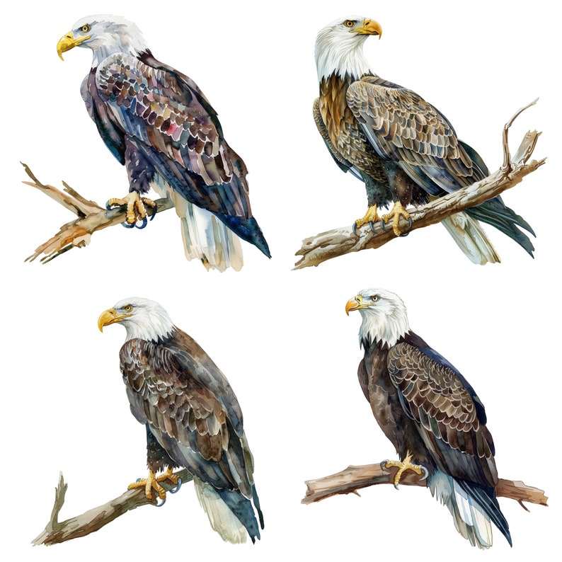 Watercolor Eagle Clipart, PNG Individual Images on Transparent ...