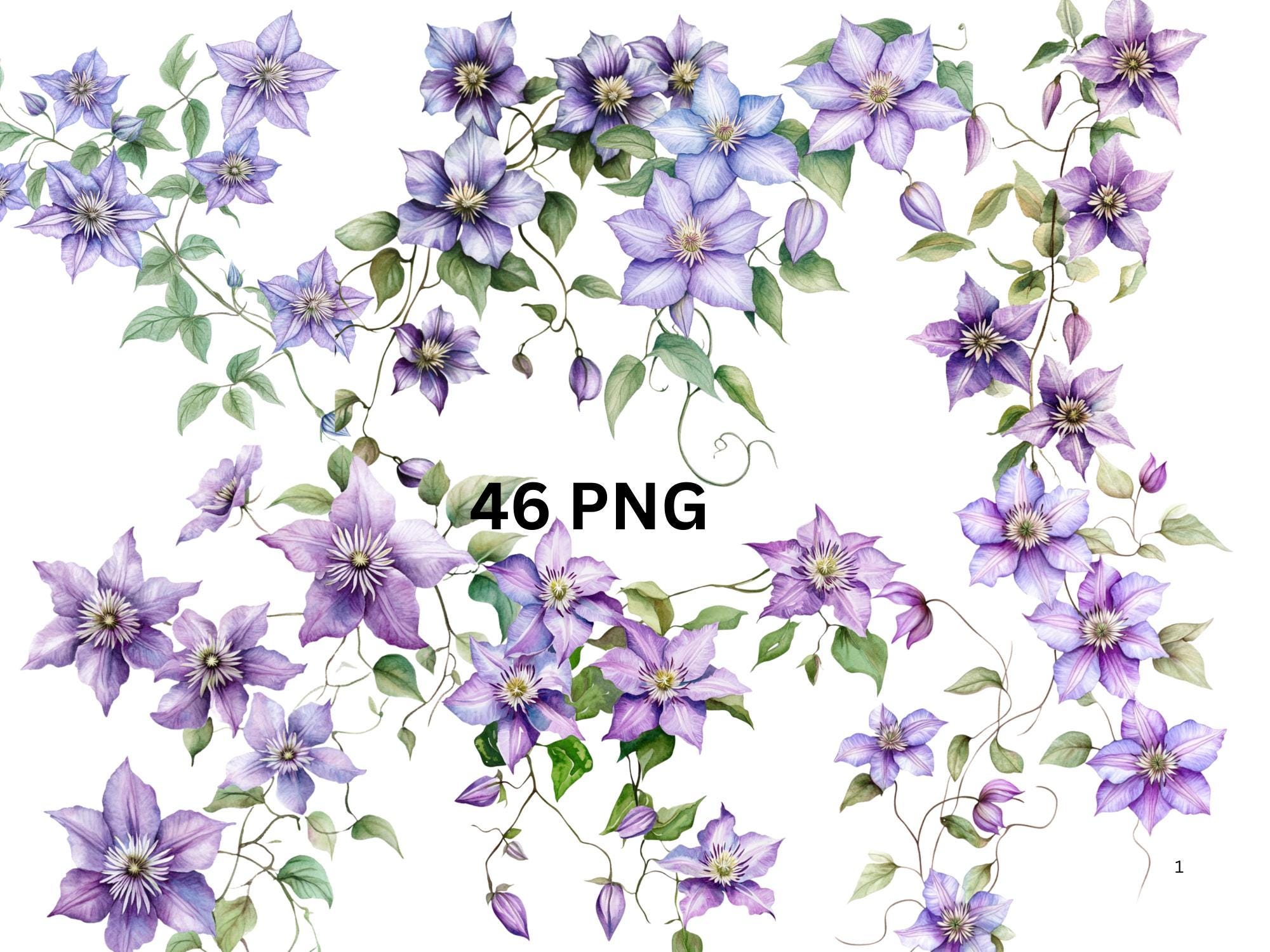 46 Clematis Vines Watercolor Clipart, PNG digital files on transparent background, sublimation, commercial use