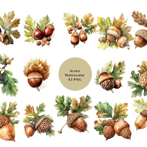 43 Eichel-Aquarell-Clipart, Eichennuss-Clipart, PNG-Einzelbilder auf transparentem Hintergrund, Sublimation, kommerzielle Nutzung