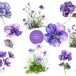 Aquarela Violet Flowers Clipart, Floral PNG imagens individuais em fundo transparente, sublimação, uso comercial