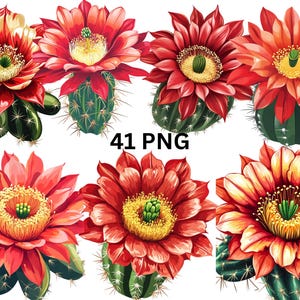 Cactus Flower Clipart Set, Blooming Cactus PNG, Desert Plant Stickers, Succulent Flower Art, Digital Download, Transparent Background