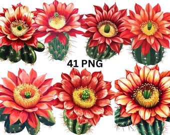 Kaktus Blume Clipart Set, blühender Kaktus PNG, Wüstenpflanze Aufkleber, Sukkulente Blumenkunst, digitaler Download, transparenter Hintergrund
