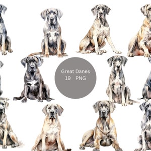 19 Great Danes Watercolor Clipart, Dogs Clipart, PNG individual images on transparent background, sublimation